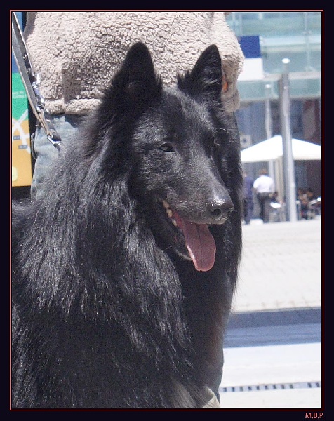 CH. Hagrid de Belliamici