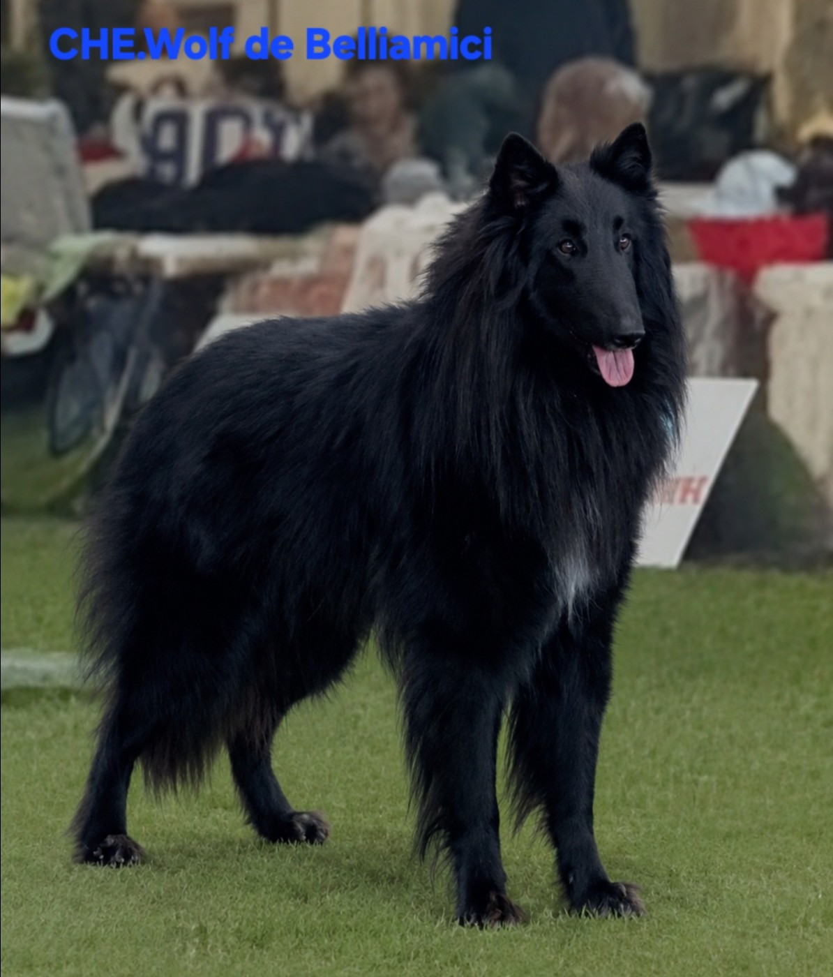 CH. CHE. CHP.CHIB.Wolf de  Belliamici