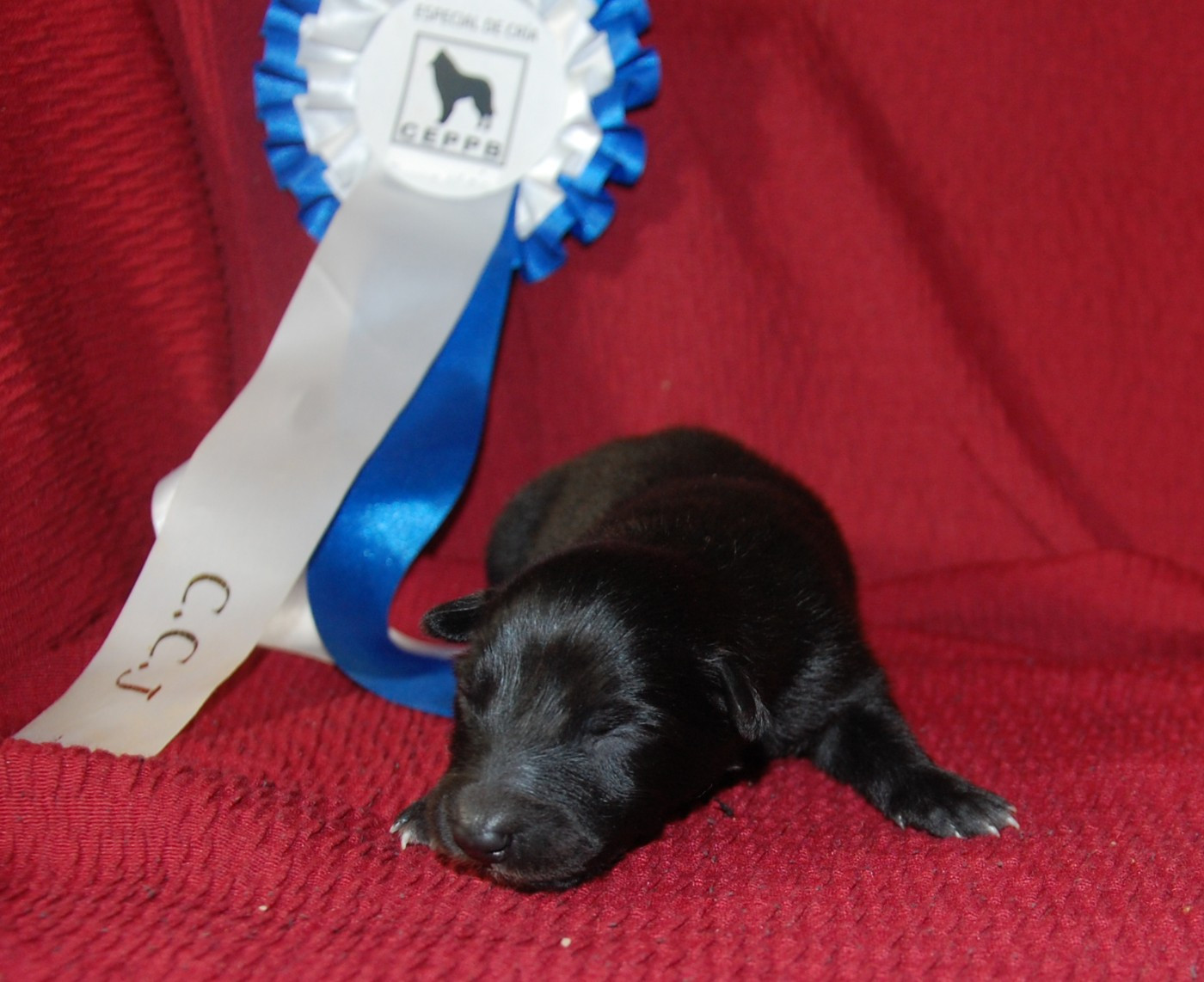 Belliamici - Chiots disponibles - Berger Belge