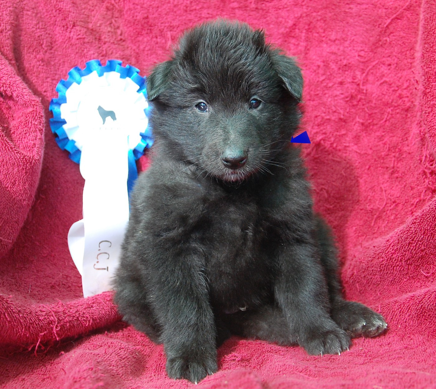 Belliamici - Chiots disponibles - Berger Belge