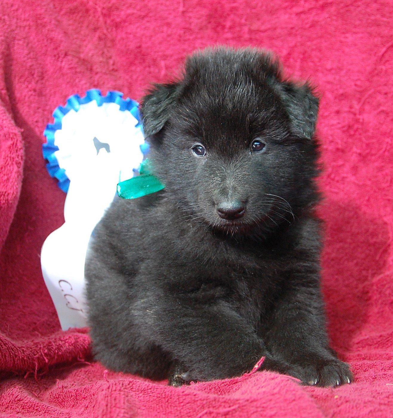 Belliamici - Chiots disponibles - Berger Belge