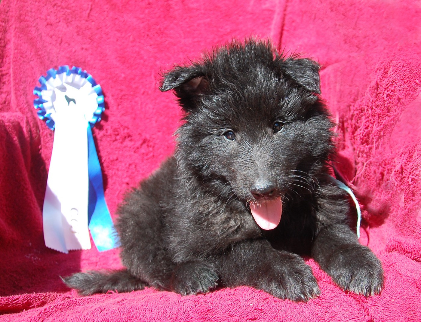 Belliamici - Chiots disponibles - Berger Belge