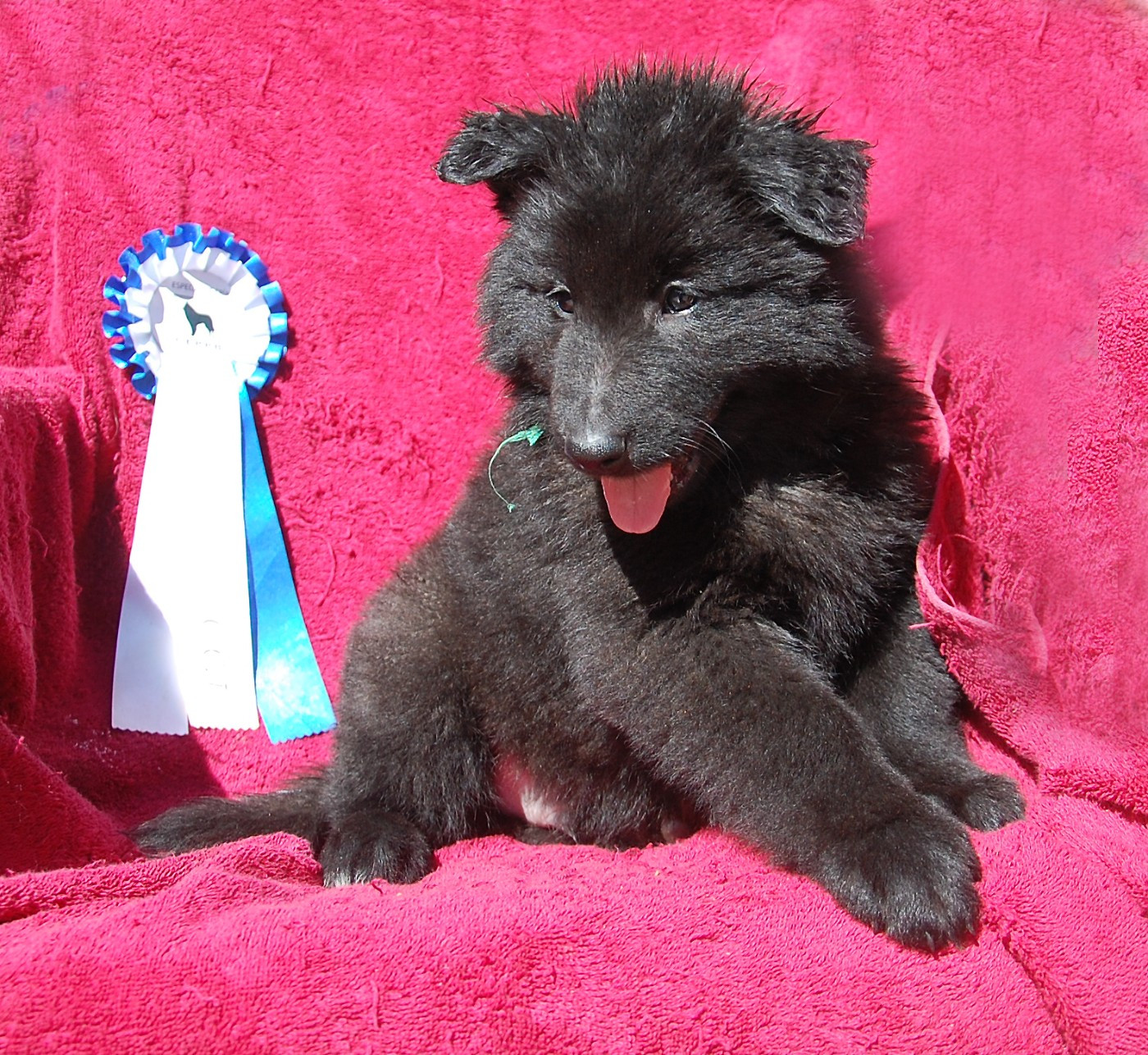 Belliamici - Chiots disponibles - Berger Belge