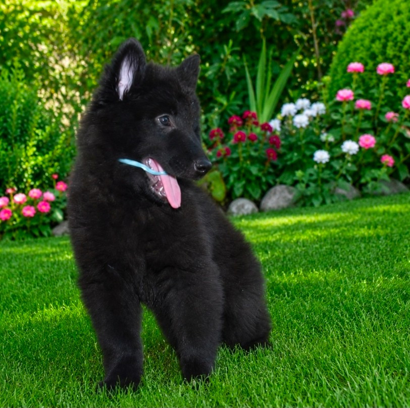 Belliamici - Chiots disponibles - Berger Belge