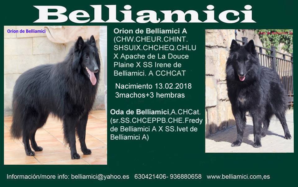 Chiot Berger Belge Belliamici
