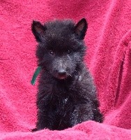 CHIOT