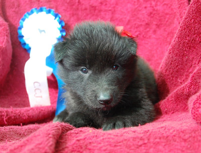 CHIOT 5