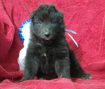 CHIOT 6