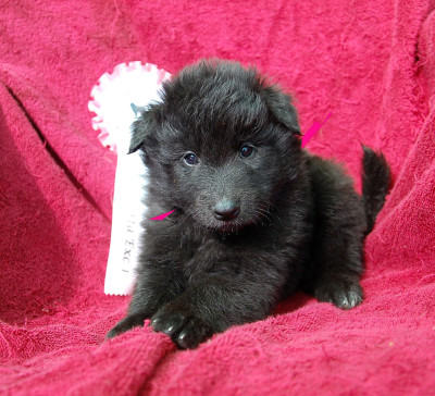 CHIOT 1