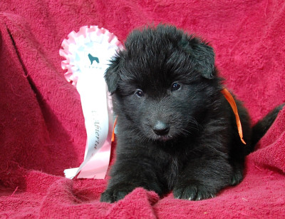 CHIOT 2