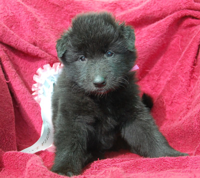 CHIOT 3