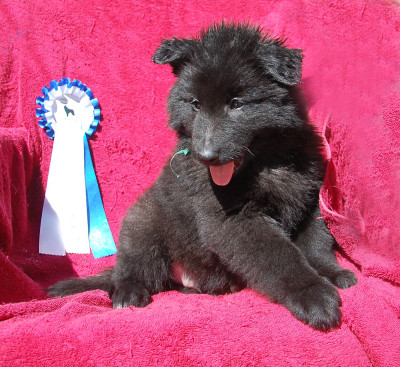 CHIOT 7