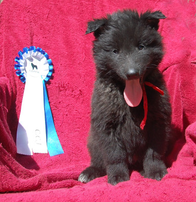 CHIOT 5