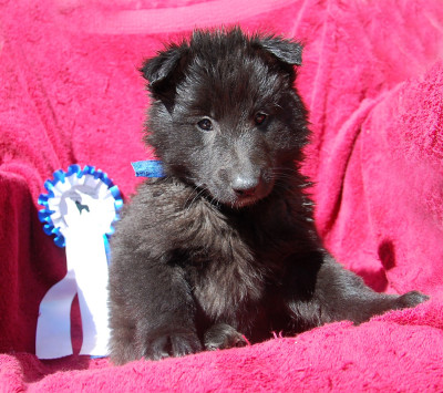 CHIOT 6