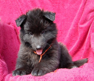 CHIOT 2