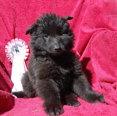 CHIOT 1