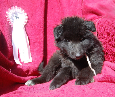 CHIOT 3