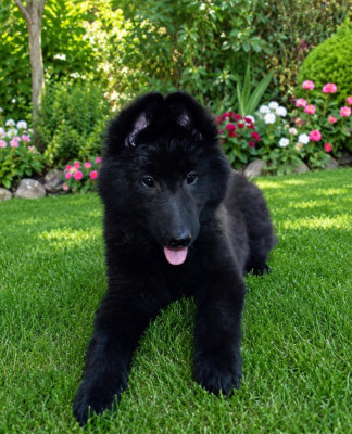 CHIOT 7