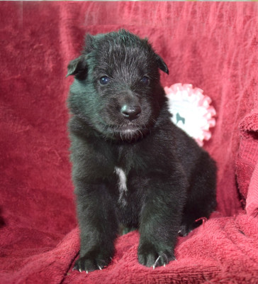 Chiot N°3