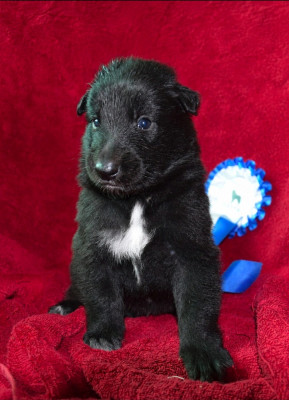 Chiot N°2