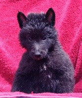 CHIOT