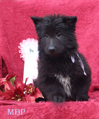 CHIOT 6