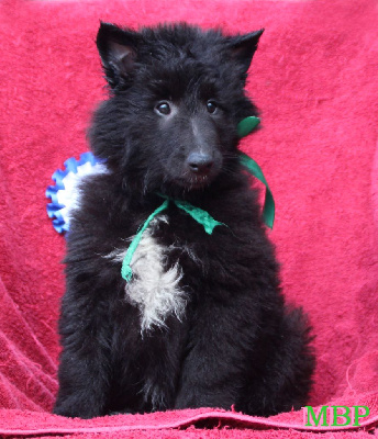 CHIOT 3