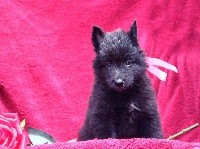 CHIOT