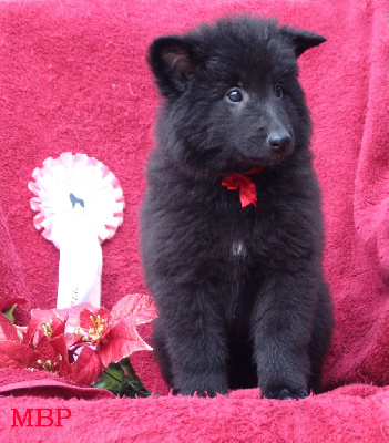 CHIOT 4