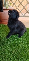CHIOT