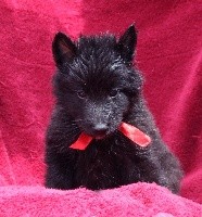 CHIOT
