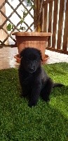 CHIOT