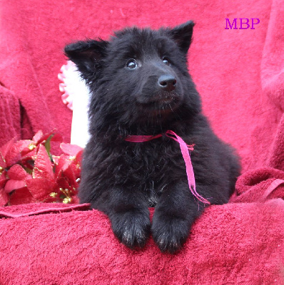 CHIOT 8