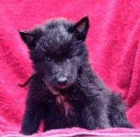 CHIOT