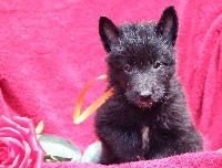 CHIOT