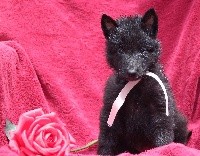 CHIOT