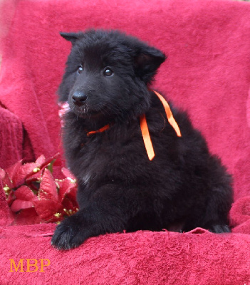 CHIOT 7