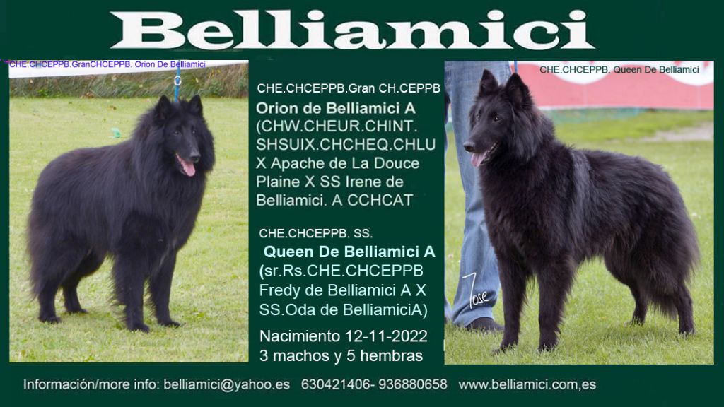 Chiot Berger Belge Belliamici